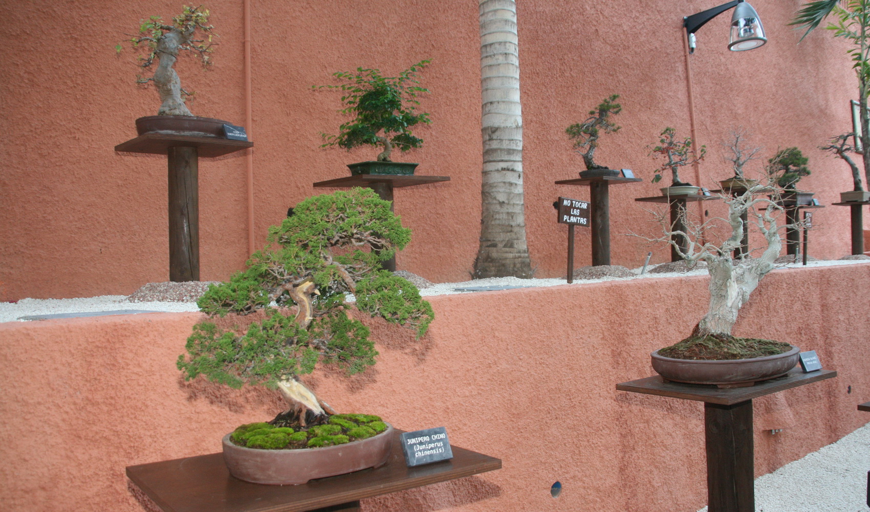 El concejal de Medio Ambiente de Almucar justifica el cierre del Jardn del Bonsai en obras urgentes